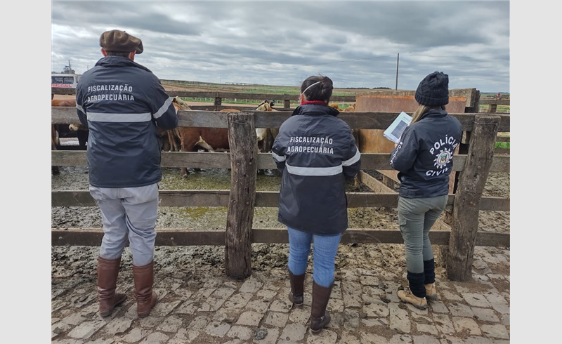 Polícia Civil de Formigueiro apreende gado vendido por investigado por golpe em produtores