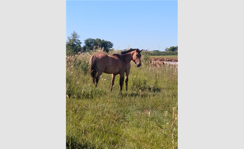 Cavalos invadem lavoura de experimentos da Secretaria da Agricultura