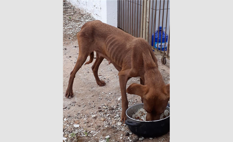 Cachorro vítima de maus-tratos é resgatado em Restinga Sêca