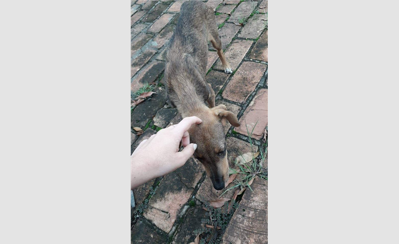 Jovem inicia campanha para adoção de cachorro em situação de rua