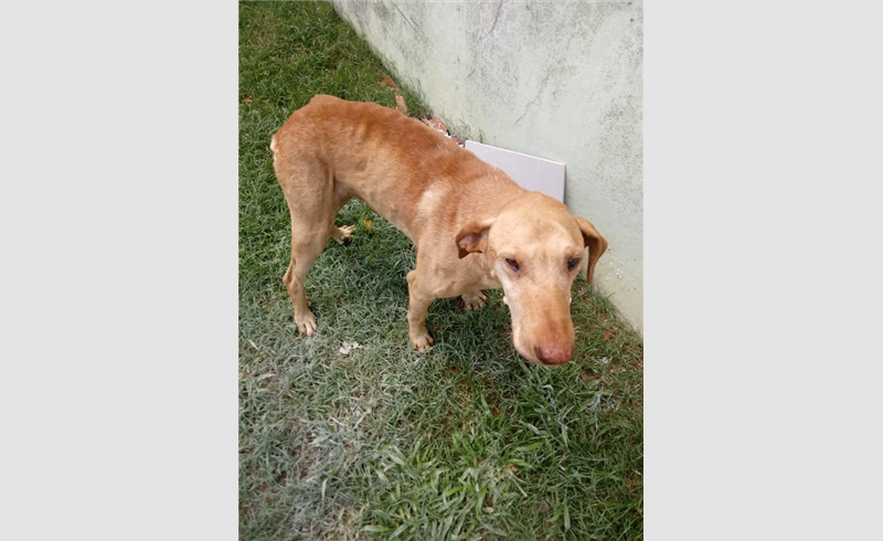 Cão é vítima de abandono na Avenida Júlio de Castilhos