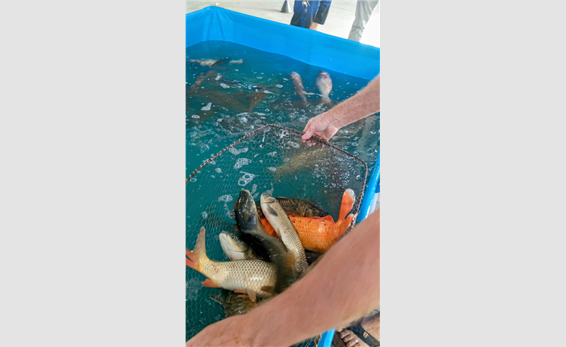 Produtores e feirantes participam da tradicional Feira do Peixe Vivo em Restinga Sêca
