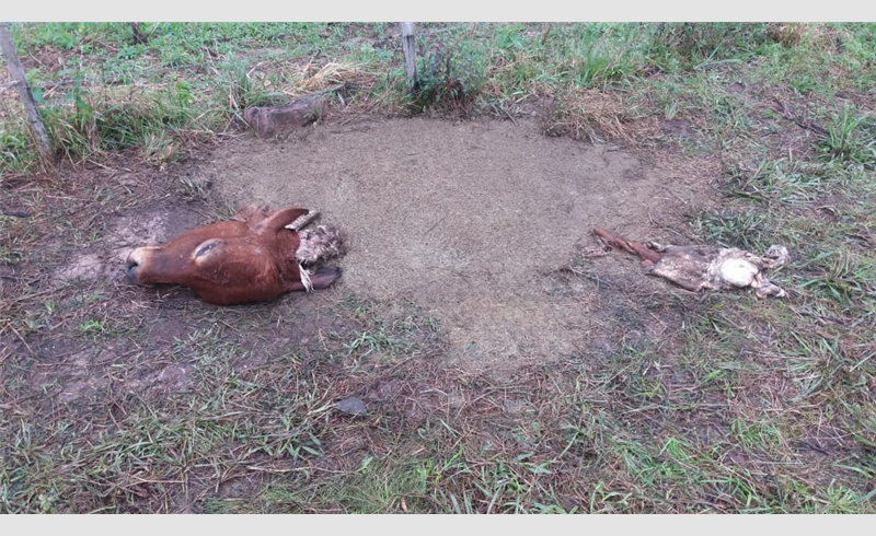 Furto abigeato é registrado em São Miguel dos Carvalhos