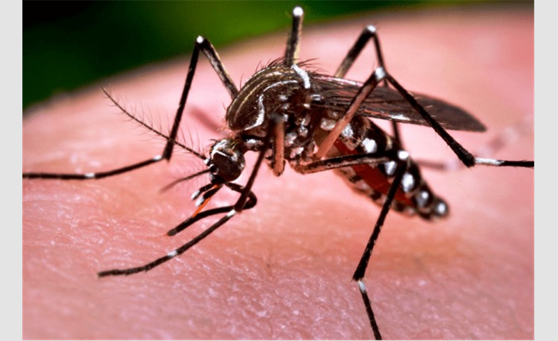 Dia D do combate ao mosquito Aedes aegypti é nesta sexta
