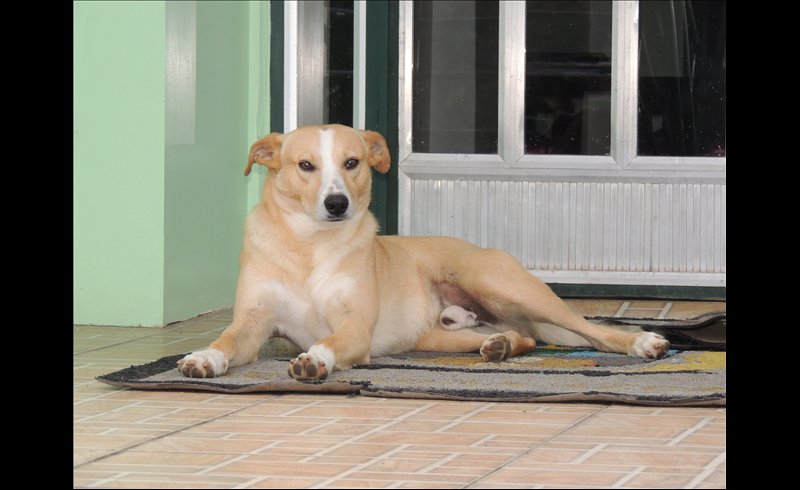 Funcionários da Câmara de Vereadores adotam cachorro