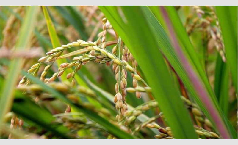 1-colheita-de-arroz-768x433.jpg