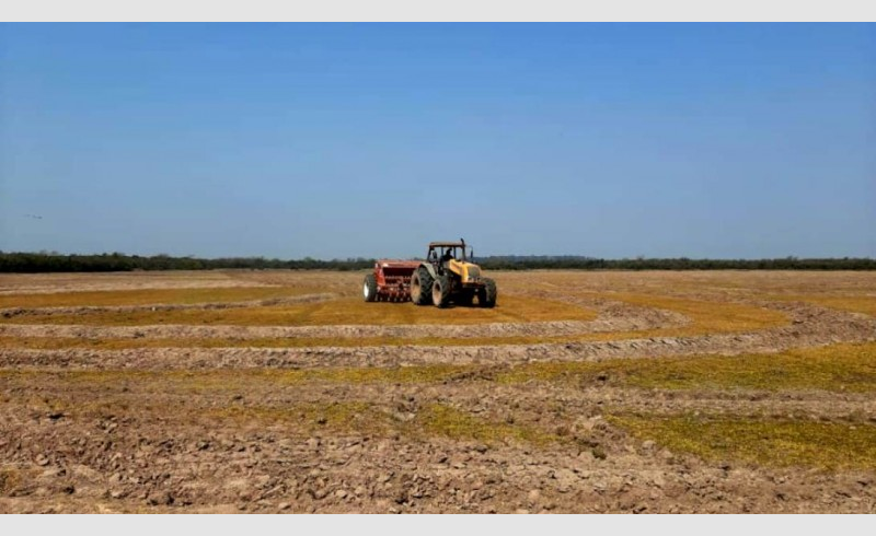 Estimativa inicial da Emater/RS aponta que safra de verão pode ser a segunda maior do Estado