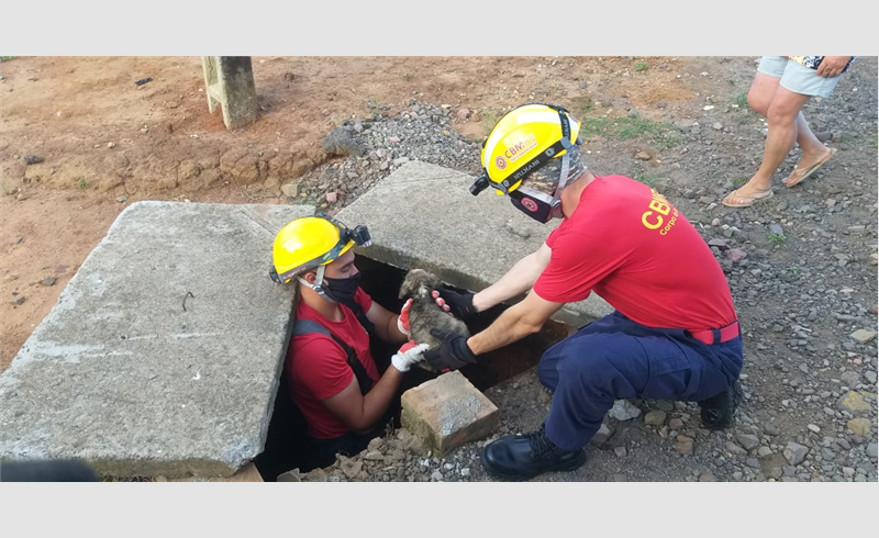 Bombeiros de Restinga Sêca resgatam filhote de cachorro de bueiro