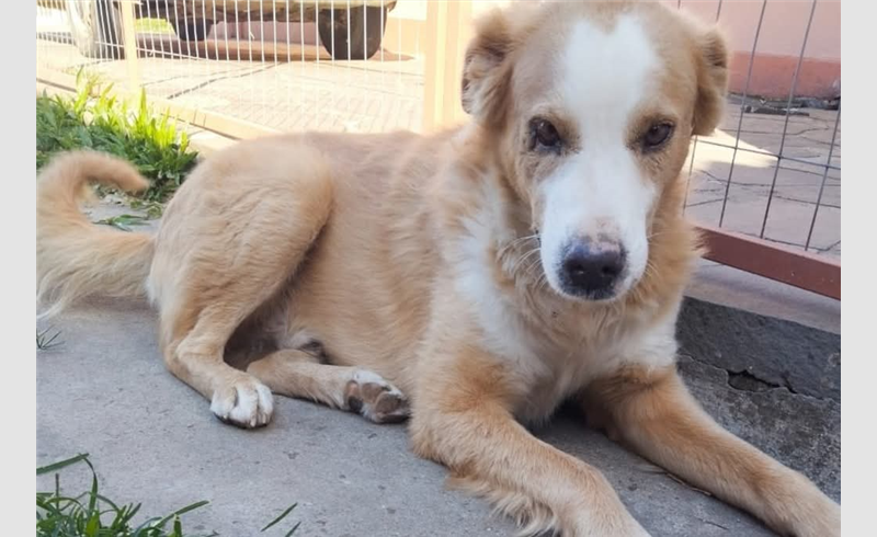 HOMEM SE MANIFESTA SOBRE DESAPARECIMENTO DE CÃO COMUNITÁRIO INVESTIGADO PELA POLÍCIA CIVIL