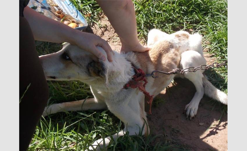 Cachorro vítima de maus-tratos é resgatado em Restinga Sêca