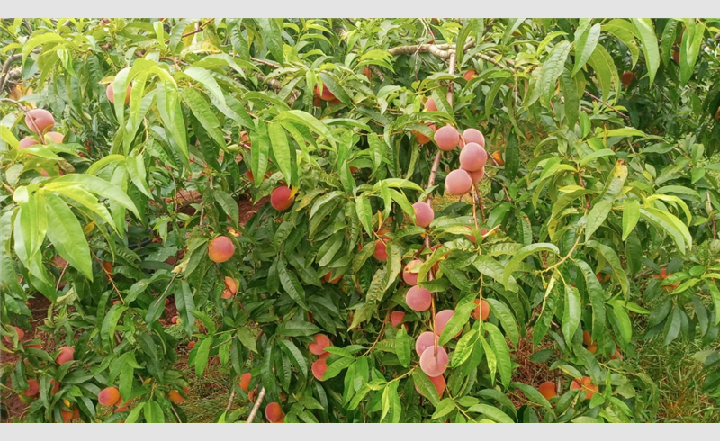 Produto rural tem colheita de pêssegos furtada em Restinga seca