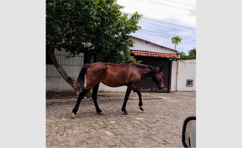 Cavalos são avistados soltos em via pública em Restinga Sêca