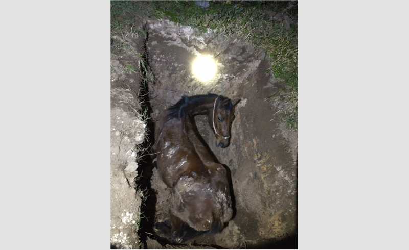Cavalo é resgatado de buraco na Vila Felin