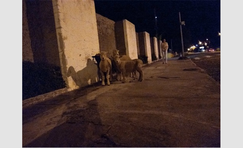 Ovelhas são avistadas na Av. Júlio de Castilhos