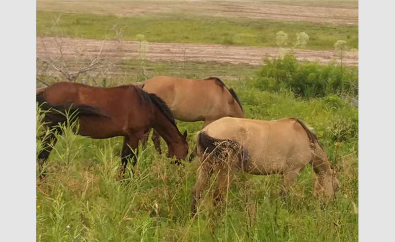 Cavalos são avistados soltos em via pública em Restinga Sêca