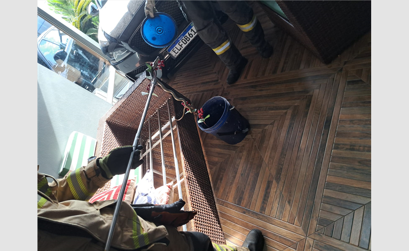 Bombeiros capturam cobra em residência e devolvem ao habitat natural em Restinga Sêca