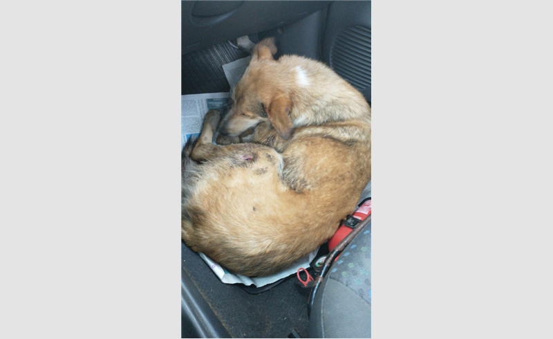 Bombeiros de Restinga Sêca resgatam cachorro com ferimentos graves 