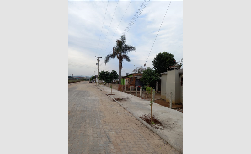 ARBORIZAÇÃO URBANA: Mais de 100 mudas de árvores plantadas no município