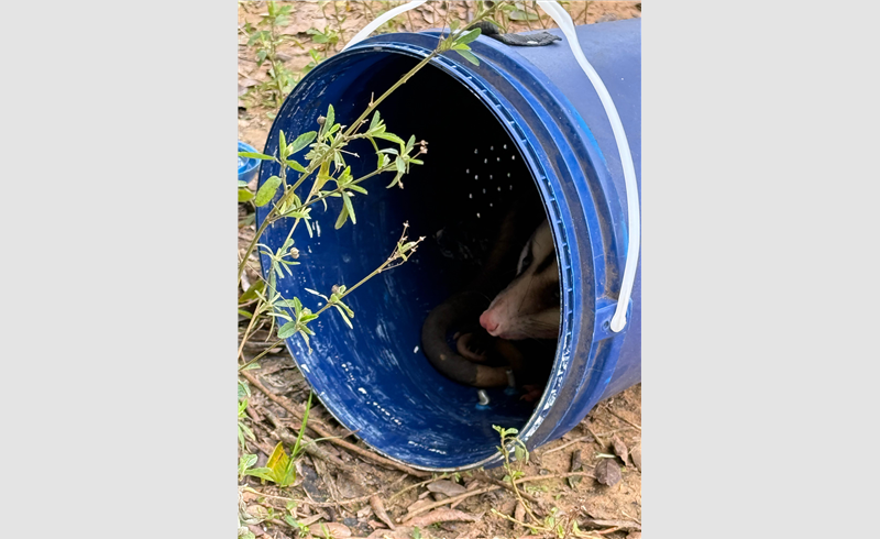 CBMRS Realiza Resgate de Gambá e Reforça a Importância da Fauna Silvestre