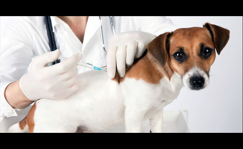 Vacinação anual contra Raiva Canina e Felina será adiada para outubro em Restinga Sêca