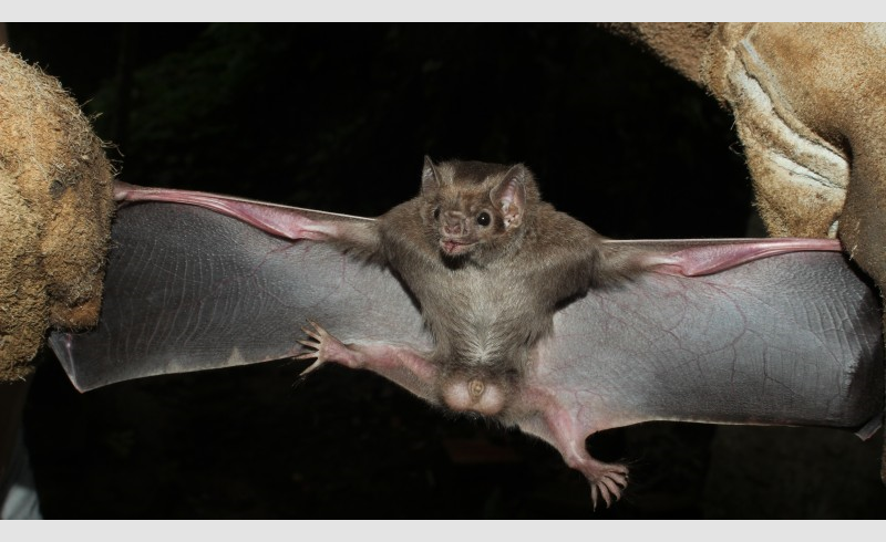 Espécie inédita de morcego que se alimenta de sangue animal é encontrada no interior de Restinga Sêca