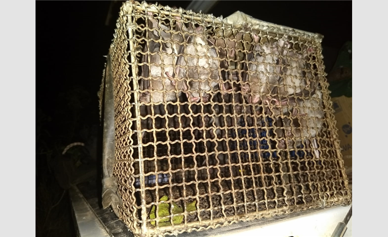Importante refúgio de morcegos hematófagos é localizado em Restinga Seca