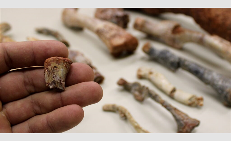 Paleontólogos da UFSM descobrem nova espécie pré-histórica em Restinga Sêca
