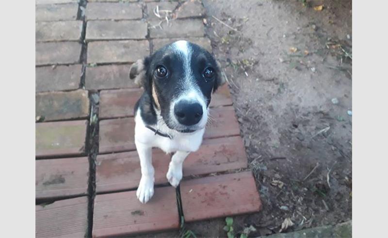 Cão abandonado é resgatado por moradores