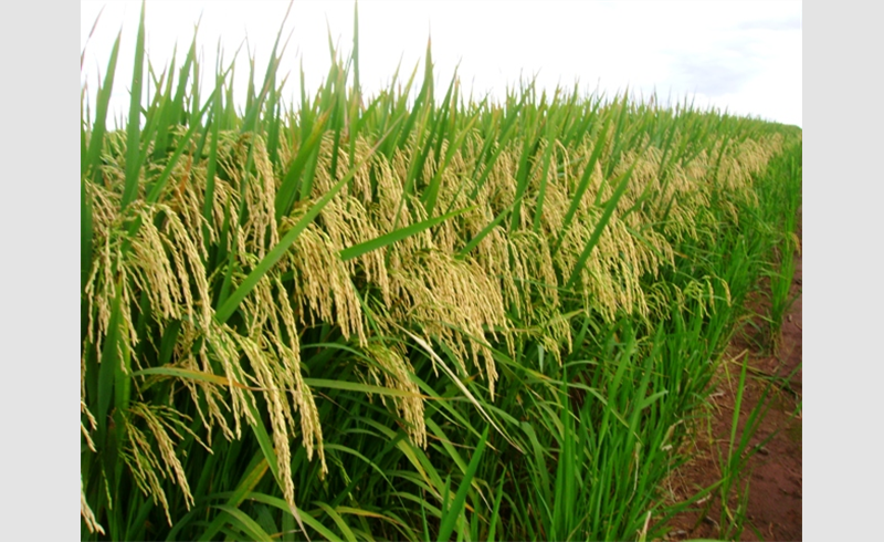 Confira como estão as produções de arroz e soja em Restinga Sêca