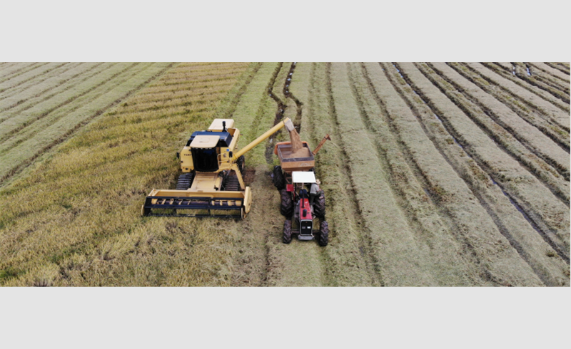 Cotrisel divulga balanço da safra 2018/2019 de arroz e soja